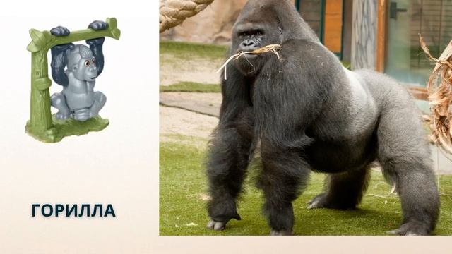 Животные из киндеров NATOONS в реальной жизни! Natoons - Животные Африки!