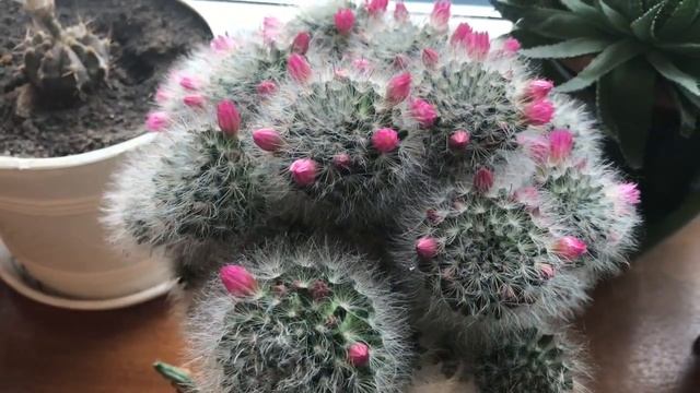 Мои любимые кактусы ? смотреть онлайн