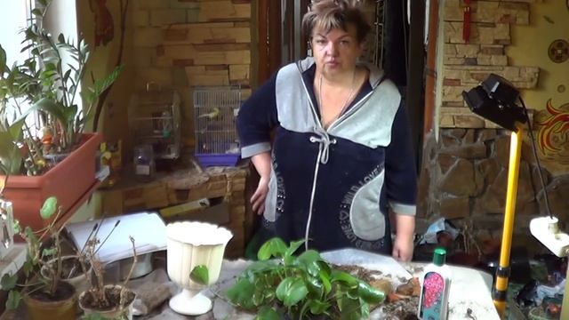 Сциндапсус ( Эпипремнум, Потос). СОВЕТЫ ПО УХОДУ ЗА СЦИНАДАПСУСОМ смотреть онлайн