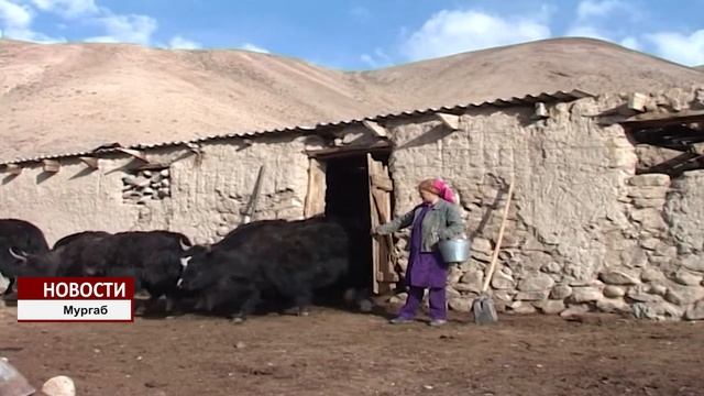 яки в Мургабе