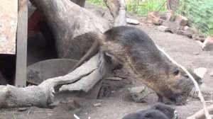 Дичает ли нутрия в вольерах??