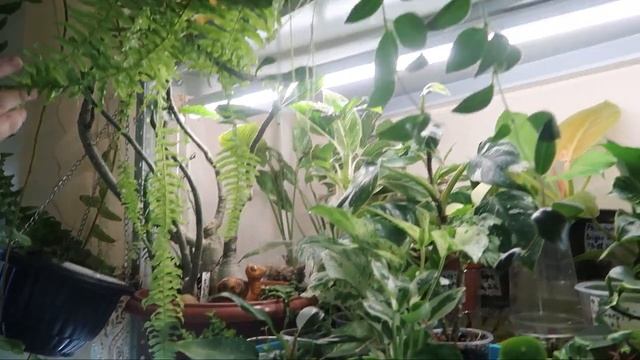 Новости с подоконника ДЕКАБРЬ 2022 смотреть онлайн