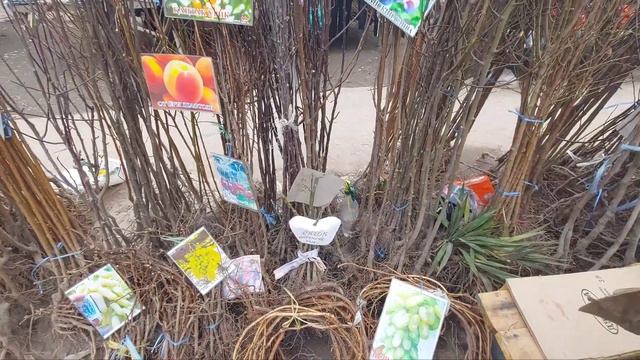 MEVALI KO'CHAT NARXLARI