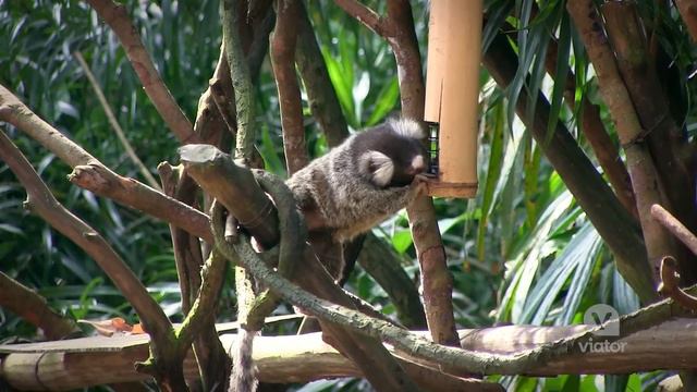Singapore Zoo Breakfast With Orangutans
