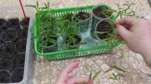 Алиссум Сноу Принцесс.Черенкование.