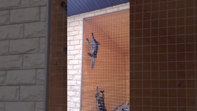 КОШКА РОДИЛАСЬ ОБЕЗЬЯНОЙ ! смотреть онлайн