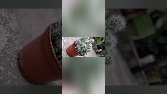 Mammillaria Vetula Es Una Cactaceae