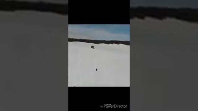 Медведи скалолазы смотреть онлайн