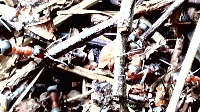 Муравьи на берёзе смотреть онлайн