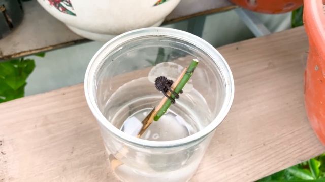 Unique method for propagating Phalaenopsis Orchids. Surprising result смотреть онлайн