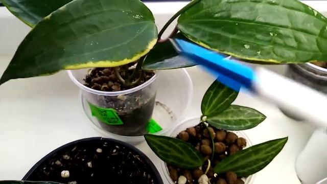 хойя Фитчи, Парвифлора, Лакуноза, Николсон смотреть онлайн