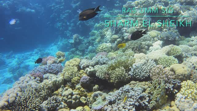 4K Дайвинг на рифе Ras Umm Sid, Sharm El Sheikh смотреть онлайн