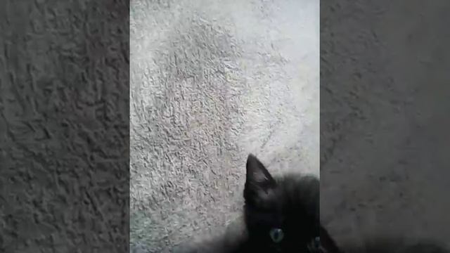 Появление котёнка дома смотреть онлайн