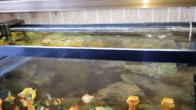 Аквариум 120л. с барбусами. смотреть онлайн