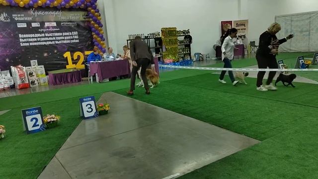 бордер колли, выставка САС, 22.10.22
