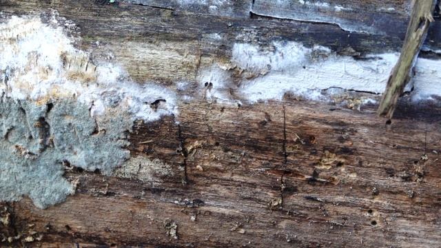 Лес, антибиотик, сыр, грибы и плесень - что общего? Пеницилл! смотреть онлайн