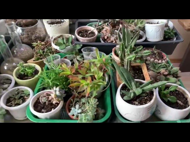 Работа с комнатными растениями смотреть онлайн