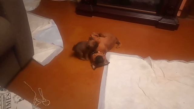 Pti Brabancon Puppy