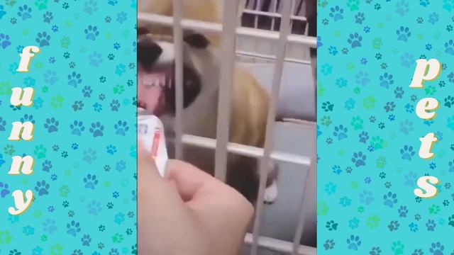 Приколы с животными ¦подборка приколов с животными ¦смешно до слез 202128 смотреть онлайн