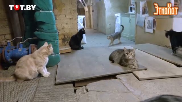 В России коты живут везде! смотреть онлайн