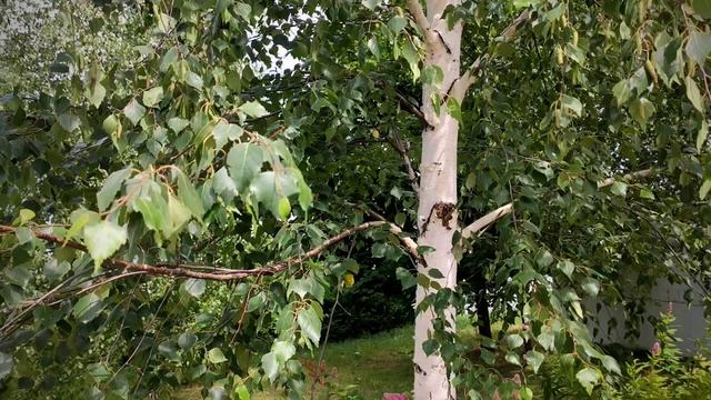 2022_07_18 Константиново смотреть онлайн