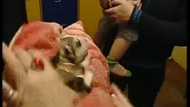 Мэр подарил собаку