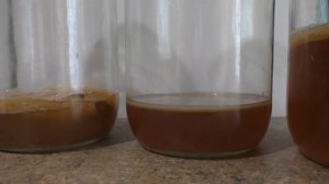 ЧАЙНЫЙ  (КОМБУЧА ) Гриб ЗАБОЛЕЛ ⚠️ ПРИЧИНА⚠️ Как ВЫРАСТИТЬ  Новый Гриб .