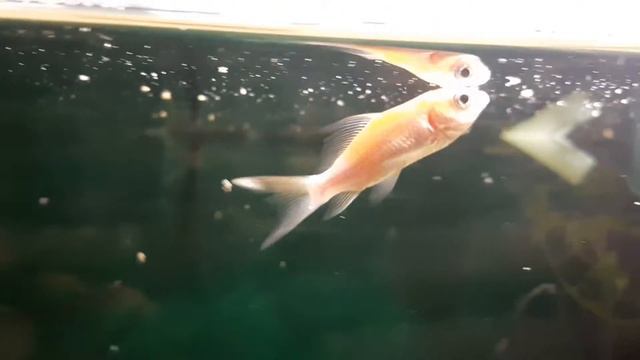 Карпы кои в аквариуме 77 день похоже манка вернулась, залил синьку смотреть онлайн