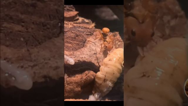 Децетоны - удивительные муравьи! #shorts #муравьинаяферма #муравьидома #муравьи #обзор #алексбойко смотреть онлайн