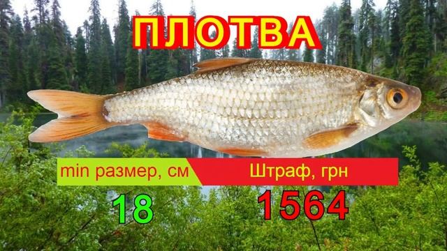 НЕРЕАЛЬНЫЕ Штрафы НА РЫБАЛКЕ 2022! Сколько нужно заплатить за перелов Новые правила рыболовства 202 смотреть онлайн