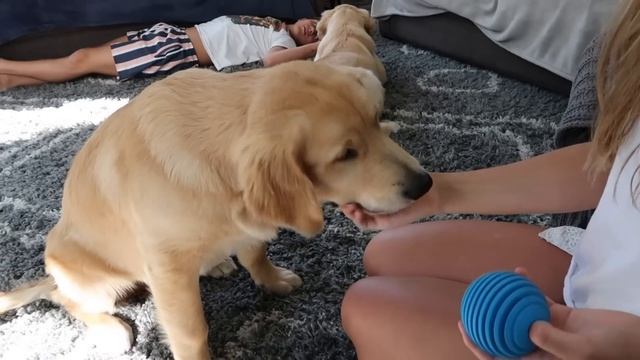 DOGS REACT TO PET STORE SHOPPING HAUL with Funny Commentary! смотреть онлайн