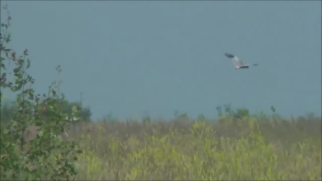 Александр Маршал - Орёл смотреть онлайн