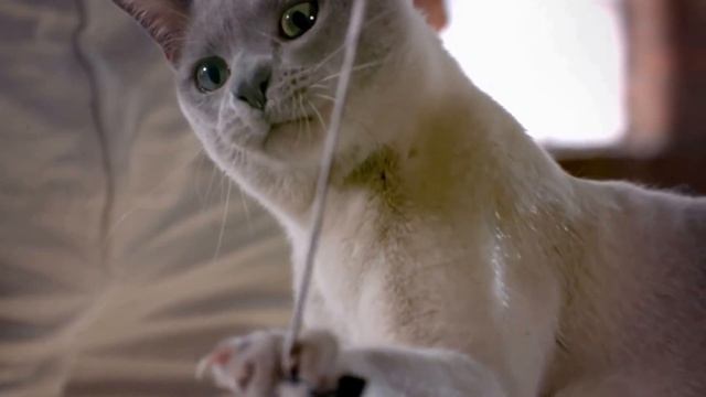 Что будет,если ОБРЕЗАТЬ УСЫ кошке؟ смотреть онлайн