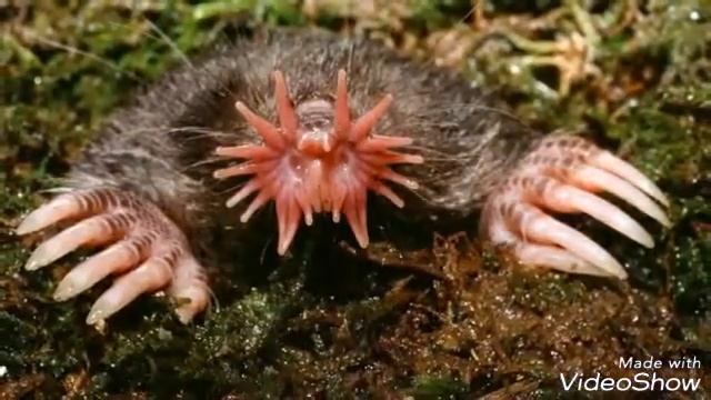 Необычные животные нашей планеты! смотреть онлайн