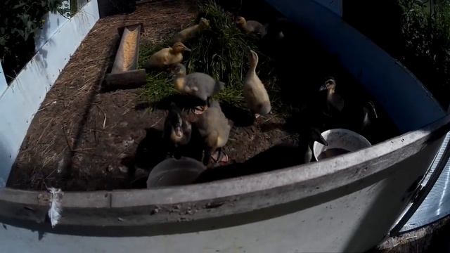 Башкирские цветные 12 дней смотреть онлайн