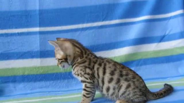 Бенгальская кошечка 2 мес. смотреть онлайн