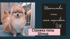 Как подстричь Шпица.  Штаны.