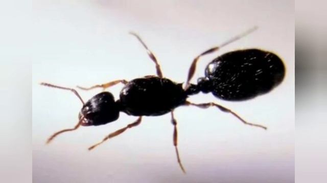 Рейтинг муравьев для средних киперов часть 2 (местные муравьи)