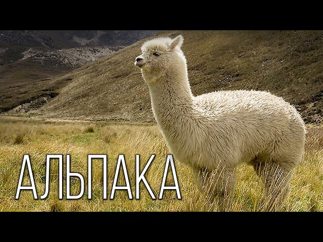 Альпака: Милый верблюд Южной Америки | смотреть онлайн