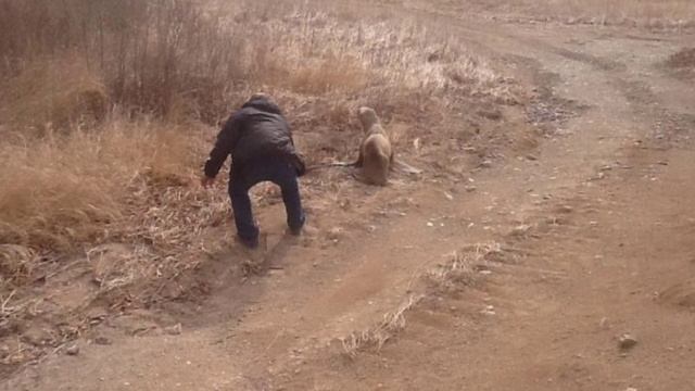 морской лев заблудился в лесу. смотреть онлайн