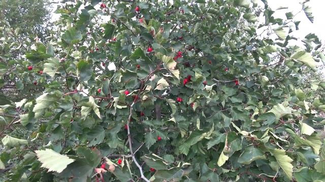 Боярышник. Стоит ли выращивать в саду? смотреть онлайн