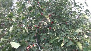 Боярышник. Стоит ли выращивать в саду?