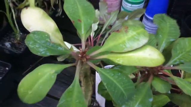 MA312 - Madagascar Jewel - Euphorbia Leuconeura - New Plants Received - October 24, 2020 смотреть онлайн