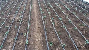 Брокколи в теплице...Как вырастить крепкую брокколи