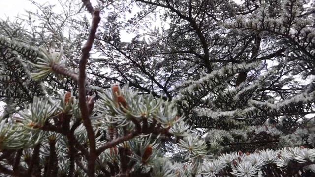 ФОРОС влог смотреть онлайн