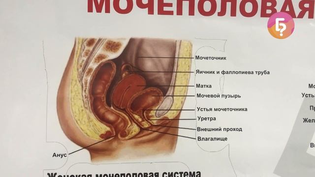 Жыныс органдарынан суюктуктун бөлүнүп чыгышы - жыныс инфекциясынын белгиси смотреть онлайн