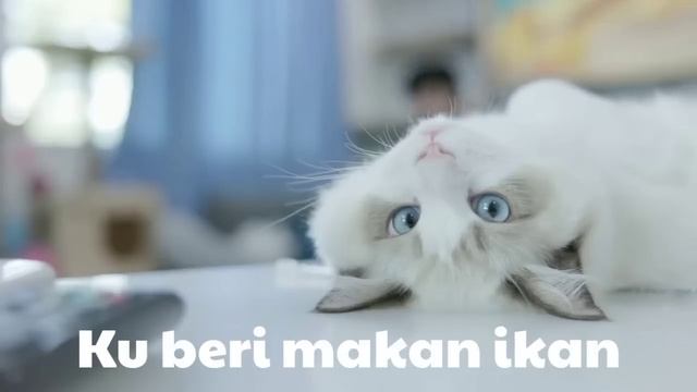 Lagu Kucing Ku Tiga Gemuk | Lagu Anak Populer Indonesia Terbaik