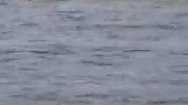 Мишка приплыл в гости, р. Карымчина. смотреть онлайн