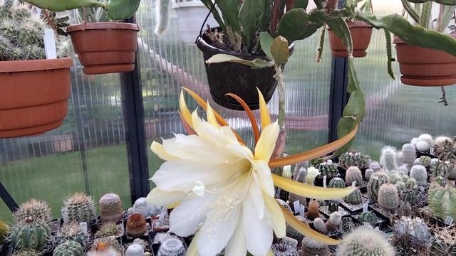 Лесные кактусы.Эпифиллумы.Почему цветут? смотреть онлайн