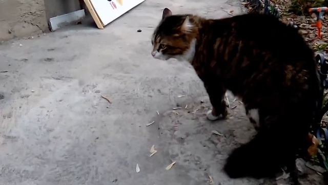 Диалог котов смотреть онлайн